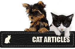 Cat Articles