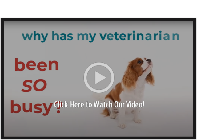 Why has my veterinarian been SO busy? Click Here to Watch Our Video!