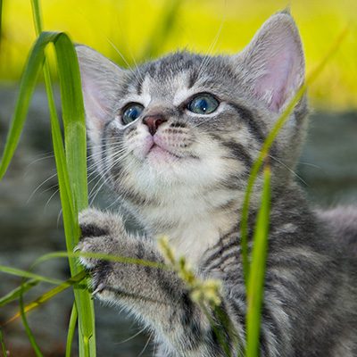 Cat standing in grass
