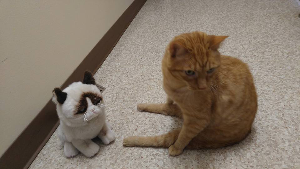 Xav with Grumpy Cat